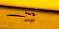 I don’t want to kill bugs in my house. What should I do instead?