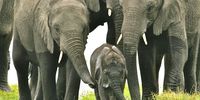 Elephant strat