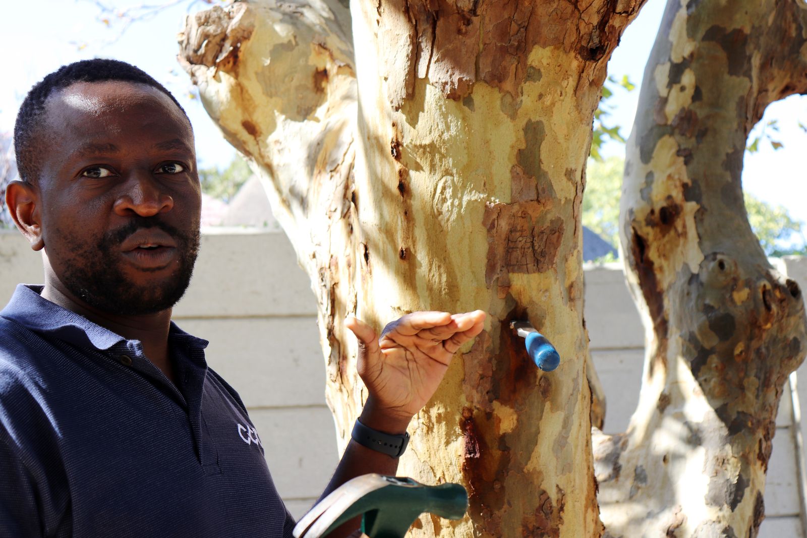 Cape Town battles to save urban forests from tree-killing Vietnamese ...