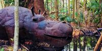 This about-to-wallow hippo is a close-to-the-café garden surprise. (Photo: Wanda Hennig)<br>