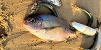 DFFE limits catches to 25% while fish die-off impact uncertain
