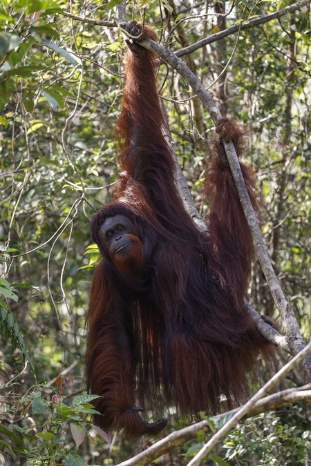 Deadly Indonesia floods wiped out at least 7% of rare orangutan population, report says