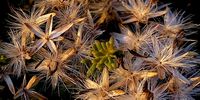 Autumn seeds dispersed. Now waiting for winter rainfall. Image: Vivienne Ward