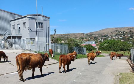 Makhanda residents go to High Court over worsening stray animal problem