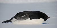 An Adélie penguin sleeping on the ice, Queen Maud Land, East Antarctica. (Photo: Tiara Walters)