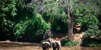 Don-Ellies & Kruger