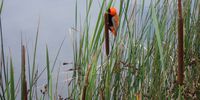Red Bishop. Photographer: Max Mosselson