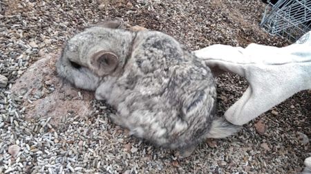 Rodents and Rocks – Gold Fields gets green light to resume Chile chinchilla relocation