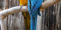 Go on, Give us a kiss! World of Birds, Hout Bay. Photographer: Martin Fennell, Noordhoek