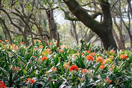 Rare clivias targeted in southern Africa’s evolving illegal plant trade