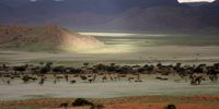 A view from the petrified dune into a sunlit valley in the Namib Desert - after some rain. 12 February 2021