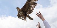 A wild bird is being released by members of “ANIMA” after rehabilitation, on Hymettus mountain in Athens, Greece, 08 April 2023. Each year, the non-profit association ANIMA rehabilitates over 5,000 wild animals, responds to thousands of citizens for issues concerning wildlife, collaborates with authorities, NGOs and stakeholders to address threats to wildlife, and mobilizes hundreds of volunteers.  EPA-EFE/GEORGE VITSARAS