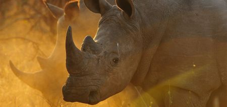 Going beyond rhino rescue | Reflecting on a decade of impact