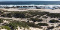 Spot the Border Collies? South of Kreefte Bay, Blaauberg