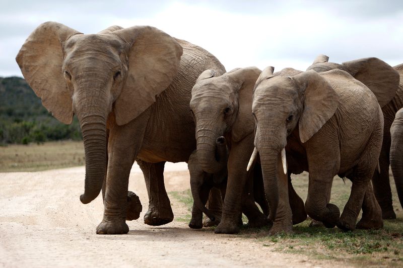 Elephant management — the key question that must be asked