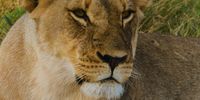Lioness. Photo: Karin Linder 