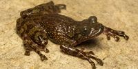 Tiny defenders: SA’s forgotten frogs matter as much as its rhinos