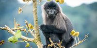 Grey-cheeked Mangabey. Photographer: Benine du Toit</p>
<p>P4U_readersubmission_20250404