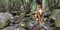 Spike loving his morning hike up Myburgh’s Ravine, Hout Bay. Photographer: Nicky Elliott