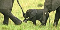 Prly ellies