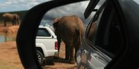 “Hindsight” (Hapoor Dam, Addo National Park - 16 March 2022). Image: Ina Loots (Gqeberha)