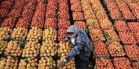  A vendor displays oranges for sale at a wholesale market in Sana'a, Yemen, 14 December 2023. Yemens orange production has reached more than 120 thousand tons, according to the recent data by the agricultural authority. The orange fruit floods markets across Yemen due to bumper crops in the winter season. Oranges are rich in vitamin C, which may reduce common cold.  EPA-EFE/YAHYA ARHAB