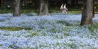 epa09874942 Visitors walk past Nemophila (or baby blue eyes) flowers at Hibiya Park in central Tokyo, Japan, 07 April 2022. In early 1900s, the Hibiya park was created as an ?urban Western-style park?, the first of its kind in Japan.  EPA-EFE/FRANCK ROBICHON