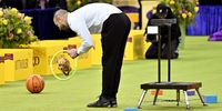 Photo Essay- Westminster Dog Show