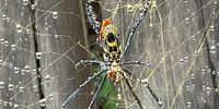 Captured raindrops. <br>Golden Orb Spider, Hazyview<br>Jackie Campbell 
