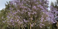 Jacaranda in the Park. Photographer: Nadia da Costa