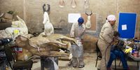 Employees process some of the animal products at African Tanning And Taxidermy on June 02, 2023 in Rayton, South Africa. It is reported that Britain has proposed a new legislation on the export of hunting trophies. (Photo by Gallo Images/Rapport/Elizabeth Sejake)