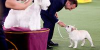 TARRYTOWN, NEW YORK - JUNE 13: (L-R) Boy the West Highland White Terrier and Mathew the French Bulldog compete in Best in Show at the 145th Annual Westminster Kennel Club Dog Show on June 13, 2021 in Tarrytown, New York. Spectators are not allowed to attend this year, apart from dog owners and handlers, because of safety protocols due to Covid-19. (Photo by Michael Loccisano/Getty Images)