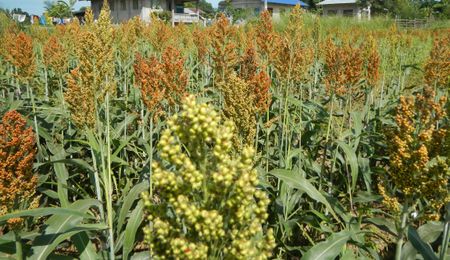 Plates over Pills: An alternative way of eating for better health