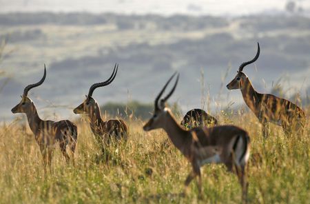 Zambian president: our wildlife is fair game