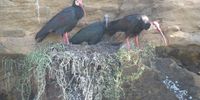 Bald ibis family.