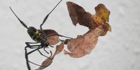 Golden Orb Spider. Photographer: Neil Labuschagne
