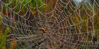 An intriguing web.<br>