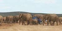Heavy traffic at Addo Elephant Park. 