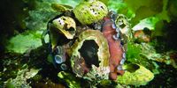 Octopus using shells as protection or defence. Courtesy of Sea Change Project