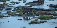 [Dwarfed by the landscape, this elephant makes its way across the Runde River]. Photographer: [Jacky du Plessis].