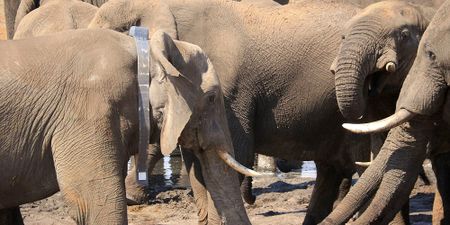 A collar was not enough: Botswana’s failure to protect its research elephants from trophy hunters