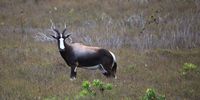 Blesbok in the veld. (Photo: Jean Michel/Flickr)