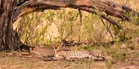 Cheetah family relaxing after a feed in the Kgalagadi. Photographer: Neville Lance
