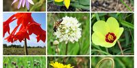 The diversity of grassland flowers