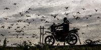 A motorbike rider wearing a face mask rides a motorbike in a road surrounded by a massive swarm of locust ravaging an area next to Archers Post, Samburu County, Kenya on April 24, 2020.</p>
<p>A locust plague fueled by unpredictable weather patterns up to 20 times larger than a wave two months earlier is threatening to devastate parts of East Africa. Locust has made already a devastating appearance in Kenya, two months after voracious swarms -some billions strong- ravaged big areas of land and just as the coronavirus outbreak has begun to disrupt livelihoods. In spite of coronavirus-related travel restrictions, international experts are in place to support efforts to eradicate the pest with measures including ground and aerial spraying.</p>
<p>The Covid-19 pandemic has competed for funding, hampered movement and delayed the import of some inputs, including insecticides and pesticides.</p>
<p>The UN Food and Agriculture Organisation (FAO) has called the locust outbreak, caused in part by climate change, “an unprecedented threat” to food security and livelihoods. Its officials have called this new wave some 20 times the size of the first. Desert locusts are the most destructive migratory pests in the world. Thriving in moist conditions in semi-arid to arid environments, billions of locusts have been feeding throughout East Africa, devouring everything in their path, and posing a huge threat to the food supply and livelihoods of millions of people. Farmers stand by as armies of ravenous insects eat their crops; meanwhile, herders watch the rangelands stripped bare before their livestock can get to them. Extreme rainfall events and severe weather anomalies have created ideal conditions for locust breeding and feeding. Swarms of desert locusts from the Arabian Peninsula began rampaging across East Africa in early 2020, devouring crop and vegetation where they landed. The crisis reached historic proportions, with 10 countries in the Greater Horn of Africa and Yemen experiencing infestations. Some areas of East Africa, such as Kenya, had not seen such severe desert locust outbreaks in more than 70 years. Covid-19 restrictions have significantly slowed efforts to fight the infestation, as crossing borders has become more difficult, creating delays and disrupting the supply chains of pesticides and products needed to prevent these pests from wiping out vegetation across the region and exposing millions of people to high levels of food insecurity. © Luis Tato, Spain, Finalist, Professional, Wildlife & Nature, 2021 Sony World Photography Awards