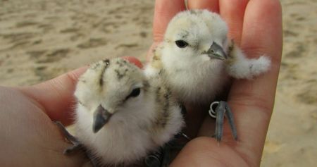 Watch where you walk — and other ways to shore up a little help for the vanishing plover