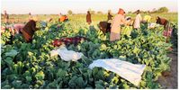 Commercial riverside farmers sell their produce directly to some of the big shops in Rundu (Image: CI Report)