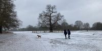 Richmond Deer Park, south west London, 9 February 2021