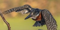 Giant Kingfisher on Takeoff - Intaka Island Cape Town. Image: Colin Thomas Brown (Amateur)
