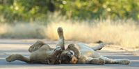 LIMPOPO, SOUTH AFRICA - JULY 23:  Young male lions relax on a sealed road at the Pafuri game reserve on July 23, 2010 in Kruger National Park, South Africa. Kruger National Park is one of the largest game reserves in South Africa spanning 19,000 square kilometres and is part of the Great Limpopo Transfrontier Park.  (Photo by Cameron Spencer/Getty Images)